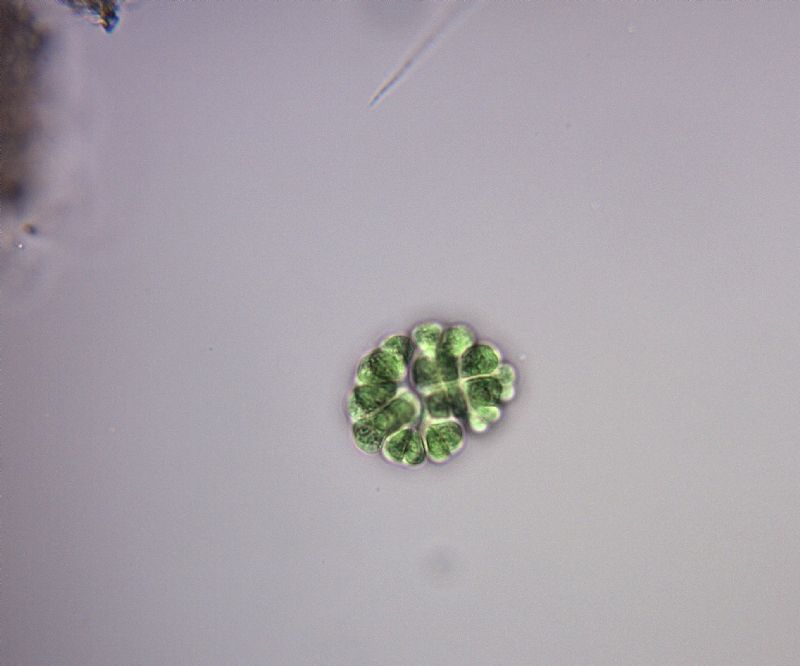 Gomphosphaeria aponina
